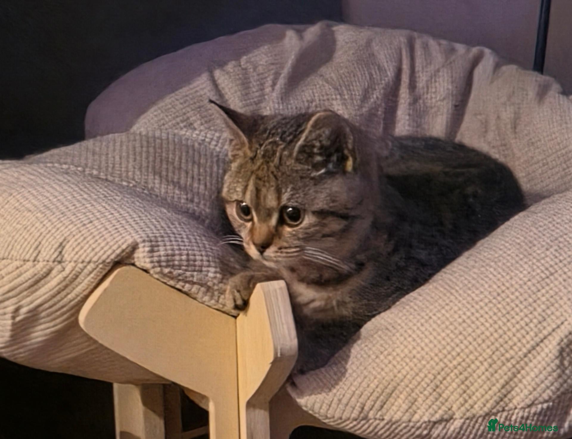 British Shorthair cats Gorgeous British Shorthair  - Advert 2