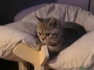 British Shorthair cats Gorgeous British Shorthair - Advert 2
