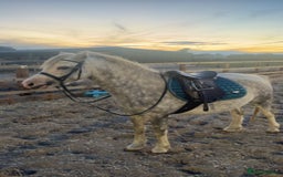 Welsh Section A horses for sale: 🩷ROCKYVIEW ROSEANNA🩷 - Image 3