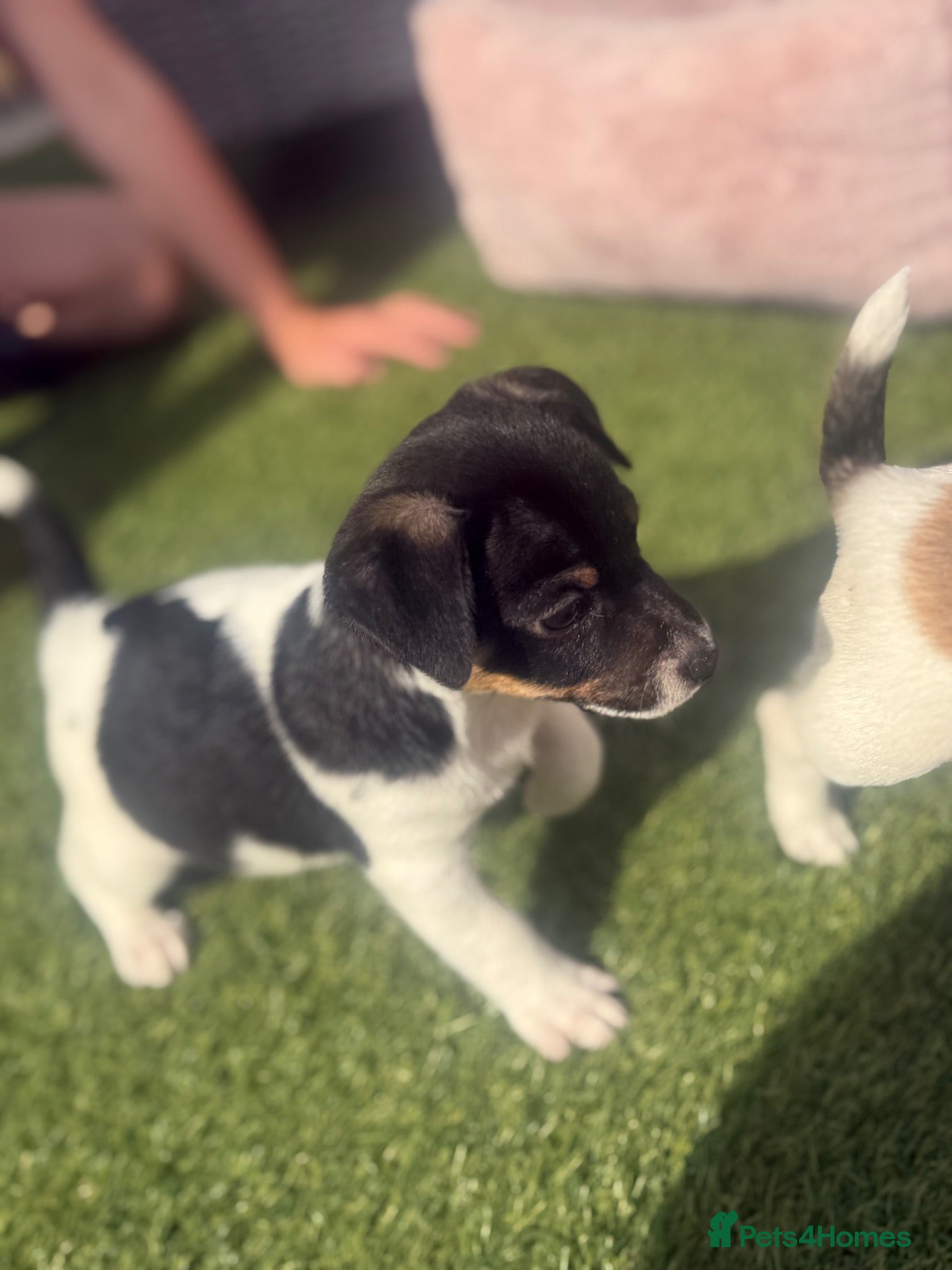 Jack Russell dogs Beautifull Jack Russell puppies  - Advert 1
