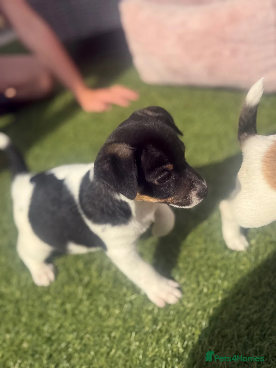 Jack Russell dogs for sale: Beautifull Jack Russell puppies  - Advert 1
