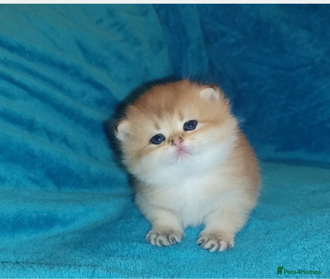 British Shorthair cats for stud: Pedigree Golden BSHstud, Emerald eyes, Active rg - Advert 19