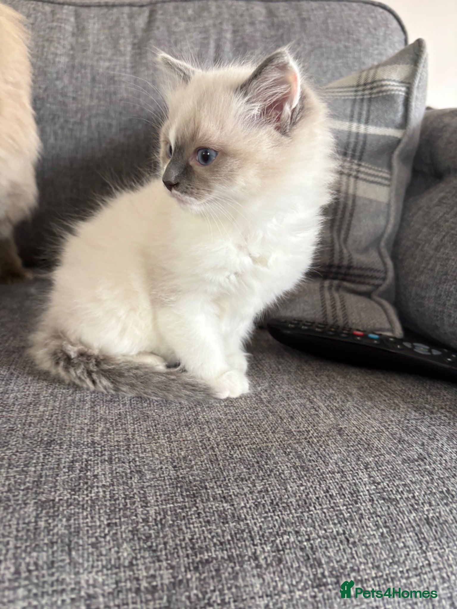 Ragdoll cats Part bred ragdoll kittens  - Advert 1
