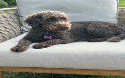 Mixed Breed dogs for sale: Australian Labradoodle due September 2025 - Image 4