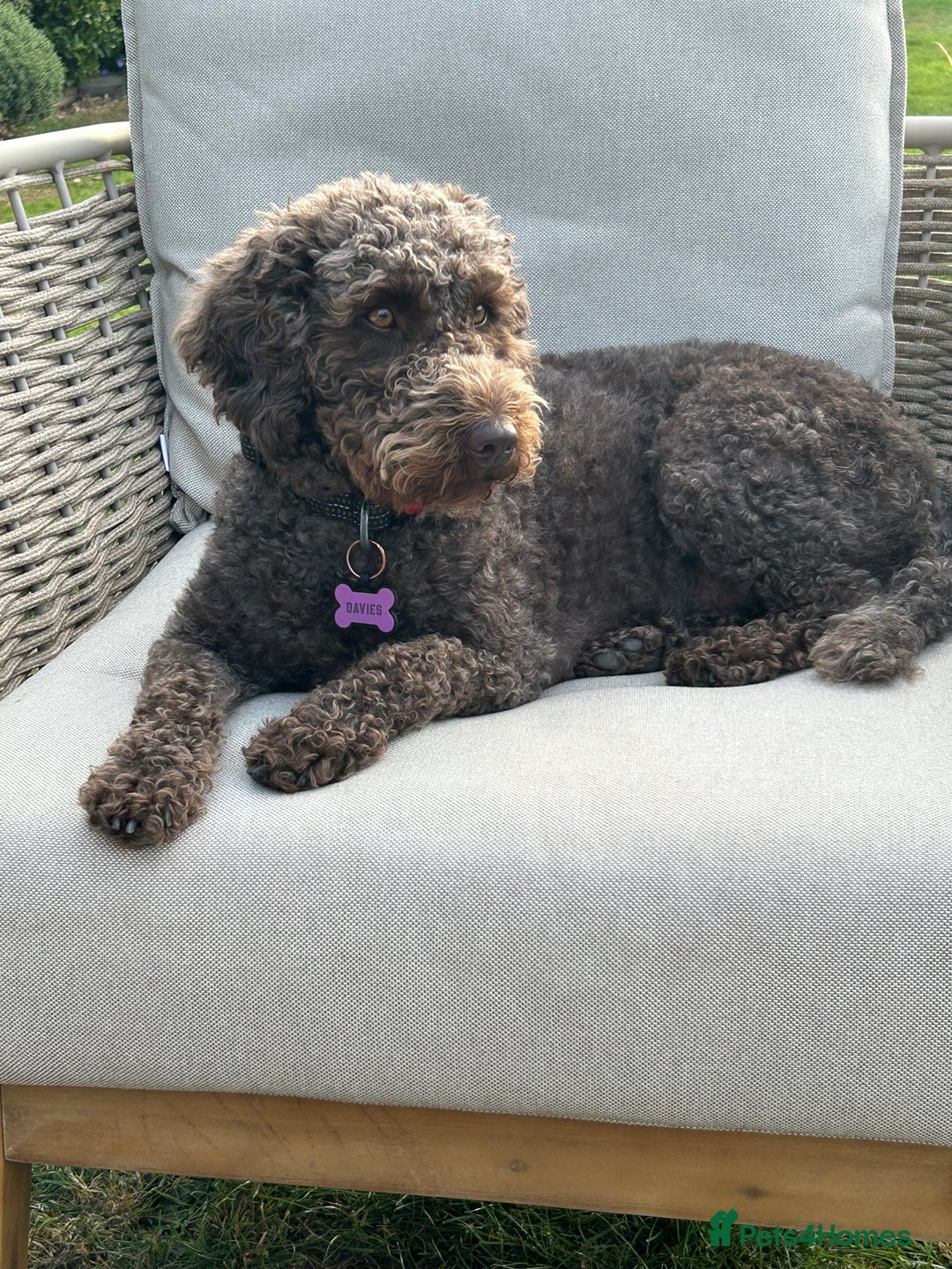 Mixed Breed dogs for sale: Australian Labradoodle due September 2025 - Image 4