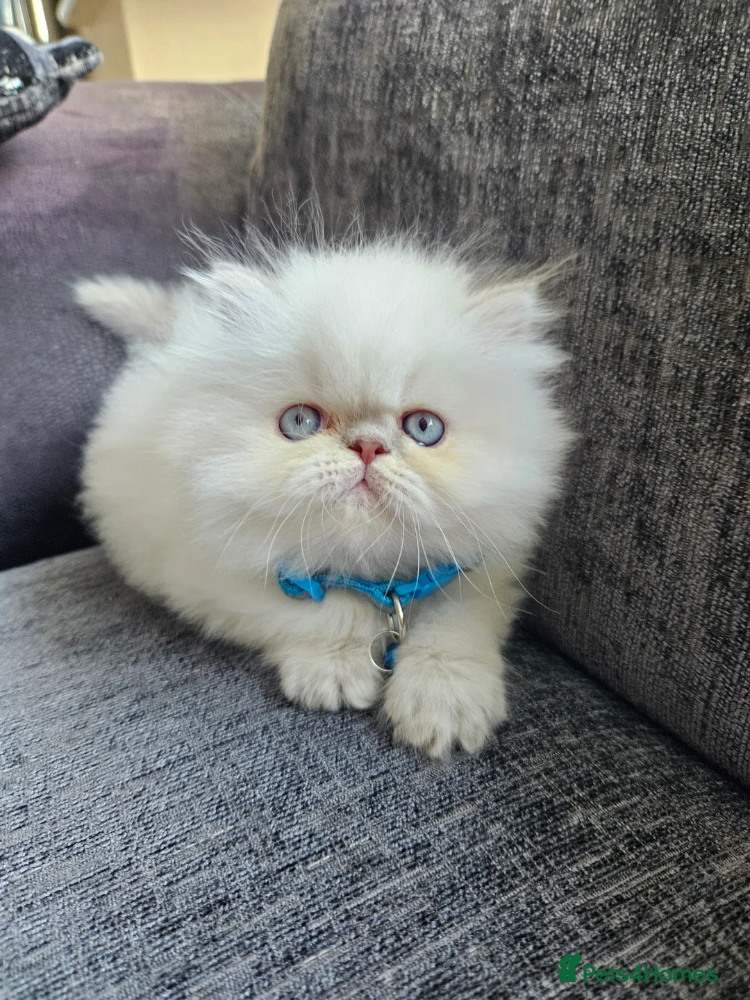 Persian cats for stud: PKD Clear Proven Persian Stud  - Advert 13