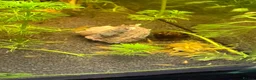 Mixed Breed livestock for sale: Neocaradina shrimp - Advert 6