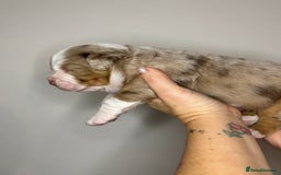 Olde English Bulldogge dogs for sale: The BEST visual fluffy oebs available ⭐️  - Image 10