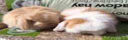 Mini Lop rabbits for sale: mini lop baby boy - Advert 3