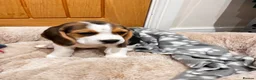 Beagle dogs for sale: KC registered and DNA health tested - Advert 7