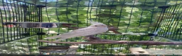 Cockatiels birds for sale: Beautiful Albino chick - Advert 1
