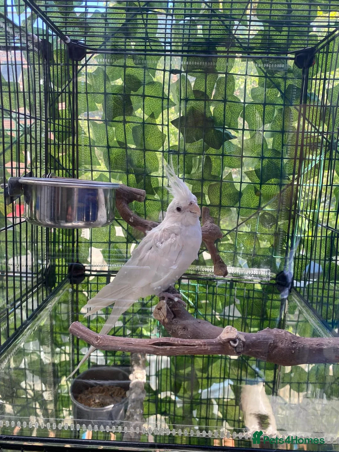 Cockatiels birds for sale: Beautiful Albino chick - Advert 1