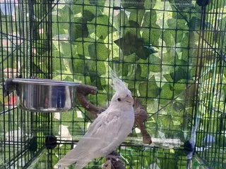 Cockatiels birds Beautiful Albino chick - Advert 19