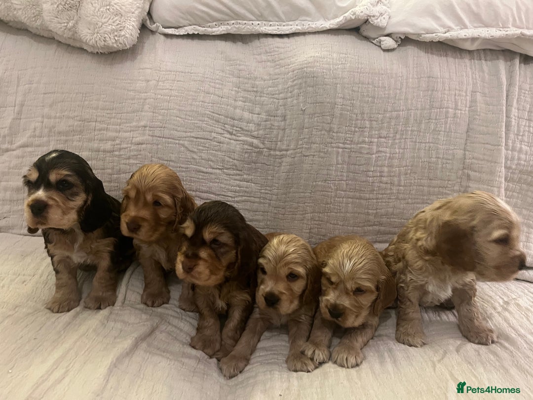 Cocker Spaniel dogs for sale: Adorable show type cocker spaniel pups - Advert 5