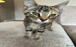 Mixed Breed cats for sale: 2 beautiful kittens ready for a loving home - Image 27