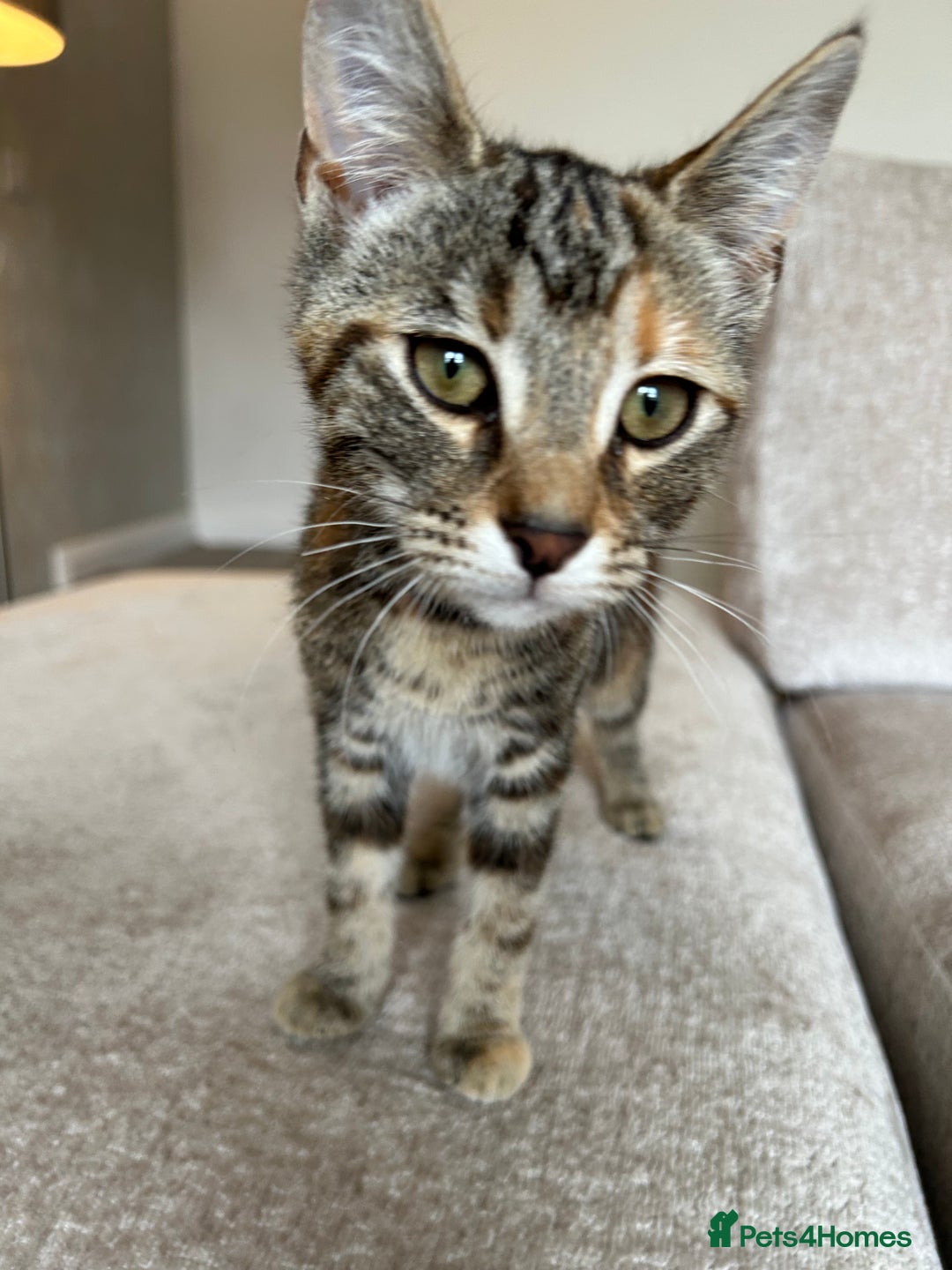 Mixed Breed cats for sale: 2 beautiful kittens ready for a loving home - Image 27