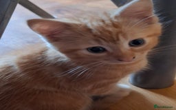 Mixed Breed cats for sale: 2 beautiful kittens - Image 10
