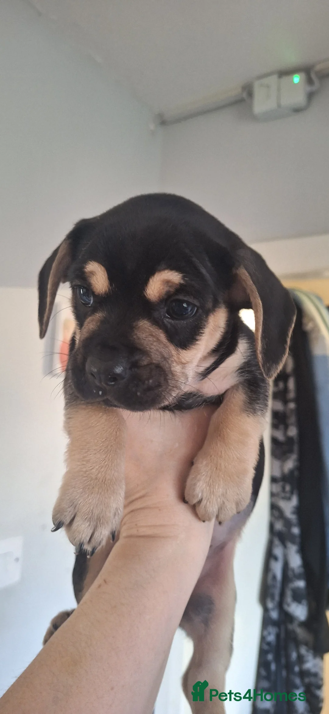 Mixed Breed dogs for sale: 3 mixed breed puppies available  in Mirfield - Advert 9