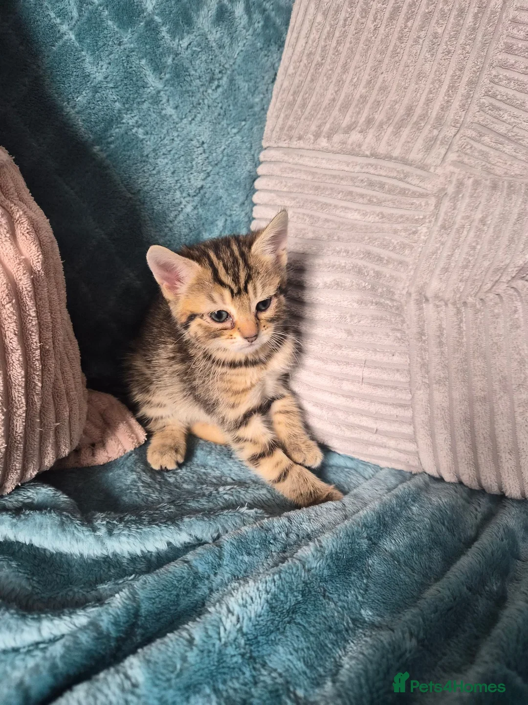 Mixed Breed cats for sale: Norwegian Forest Cat X Kittens  - Advert 2