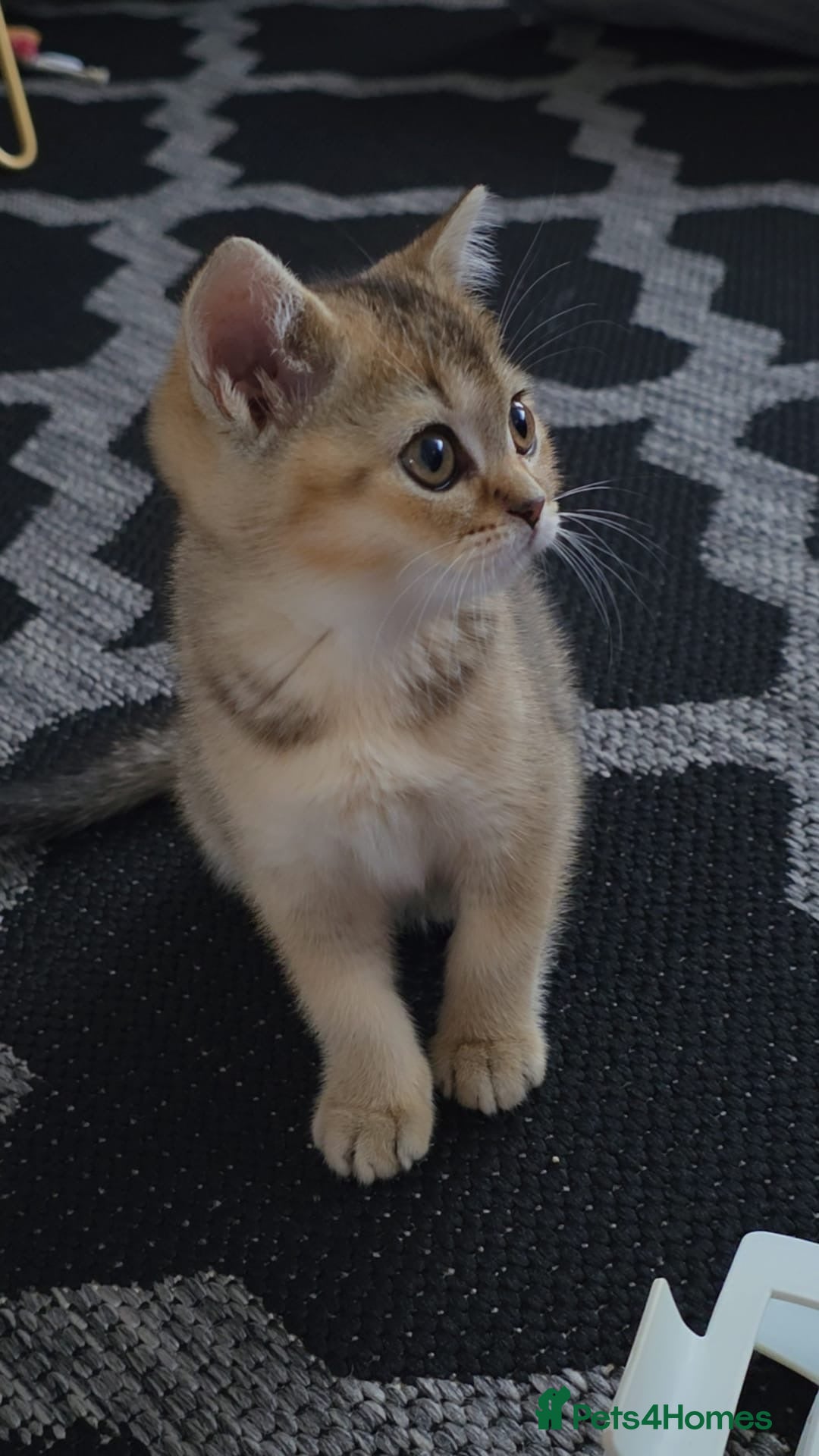 British Shorthair cats for sale: British shorthair kitten  - Advert 7