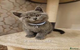 British Shorthair cats for sale: British Shorthair Male Kitten–8 Months Old 🐾💙 - Image 7