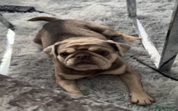 Pug dogs for sale: Male and female pugs for sale - Image 3