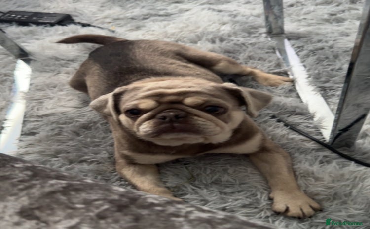 Pug dogs - Advert 1