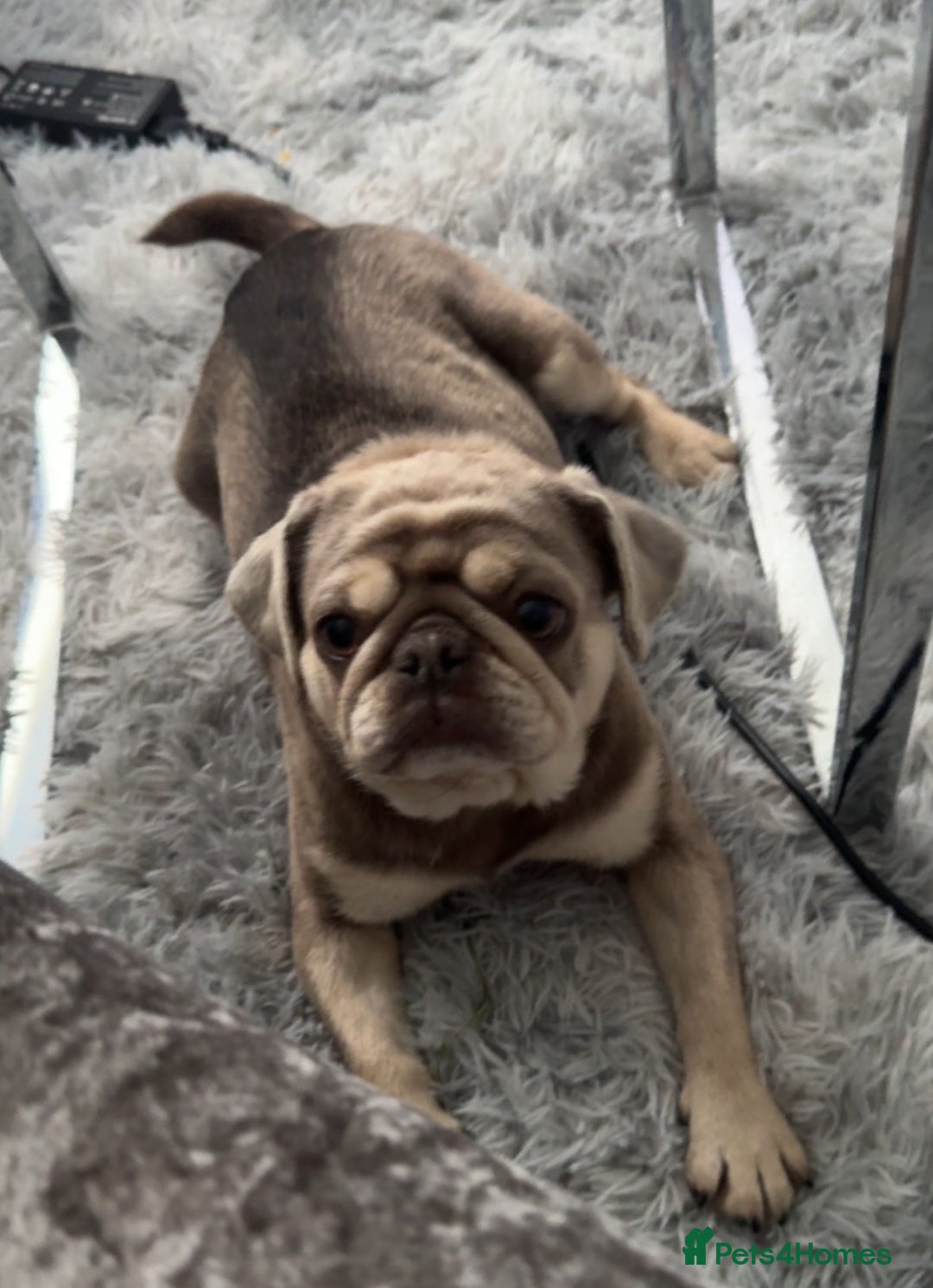 Pug dogs for sale: Male and female pugs for sale - Image 3