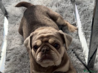 Pug dogs - Advert 25