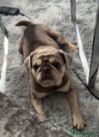 Pug dogs - Advert 1