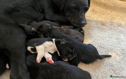 Patterdale Terrier dogs for sale: Patterdale puppies  - Image 9