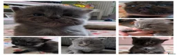 Ragdoll cats for sale: Mixed rag doll kittens - Advert 9