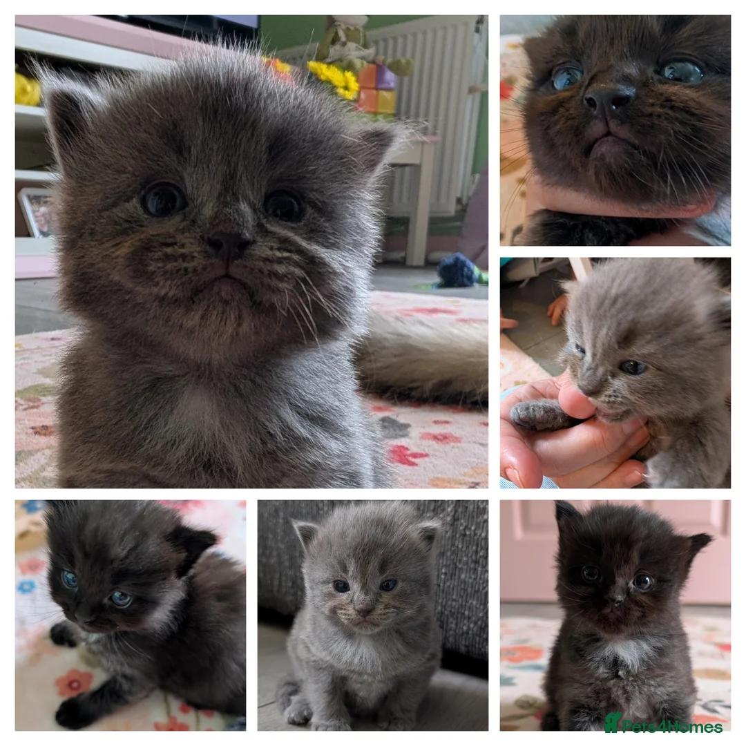 Ragdoll cats for sale: Mixed rag doll kittens - Advert 9