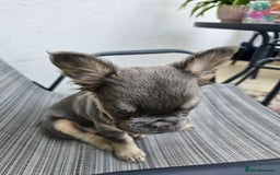 French Bulldog dogs for sale: STUNNING FLUFFY TRI PLATINUM LILAC & TAN FEMALE - Image 5