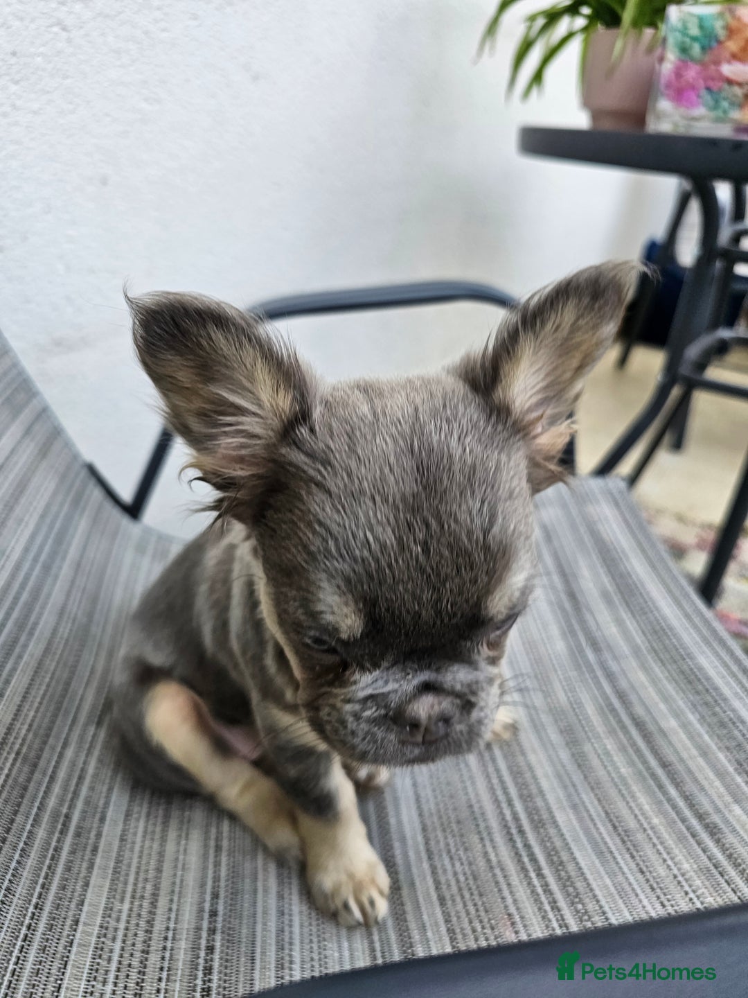 French Bulldog dogs for sale: STUNNING FLUFFY TRI PLATINUM LILAC & TAN FEMALE - Image 5