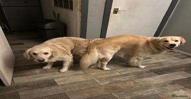 Golden Retriever dogs - Advert 5