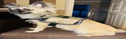 Chihuahua dogs for stud: Chihuahua STUD DOG  - Advert 4