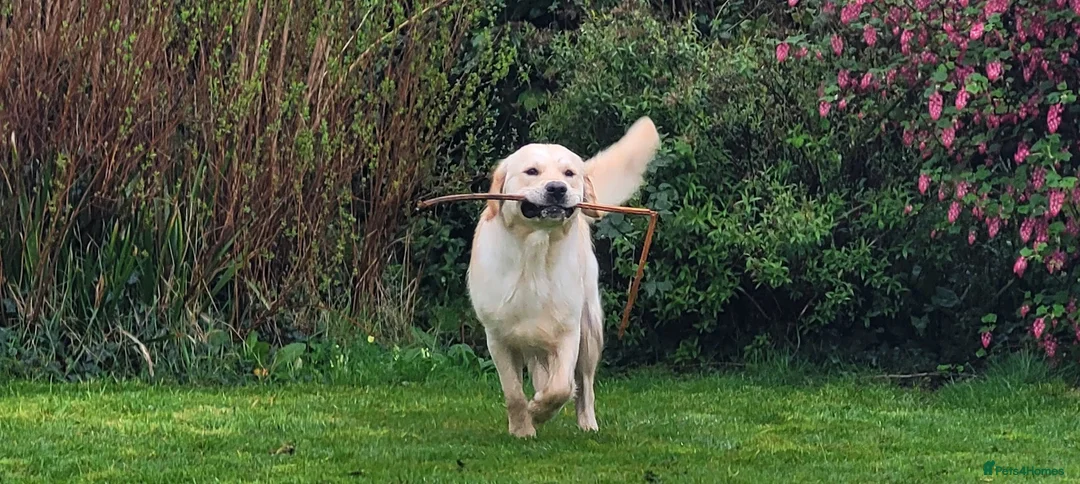 Golden Retriever dogs for stud: Cesarka Golden Retrievers in Conwy - Advert 18