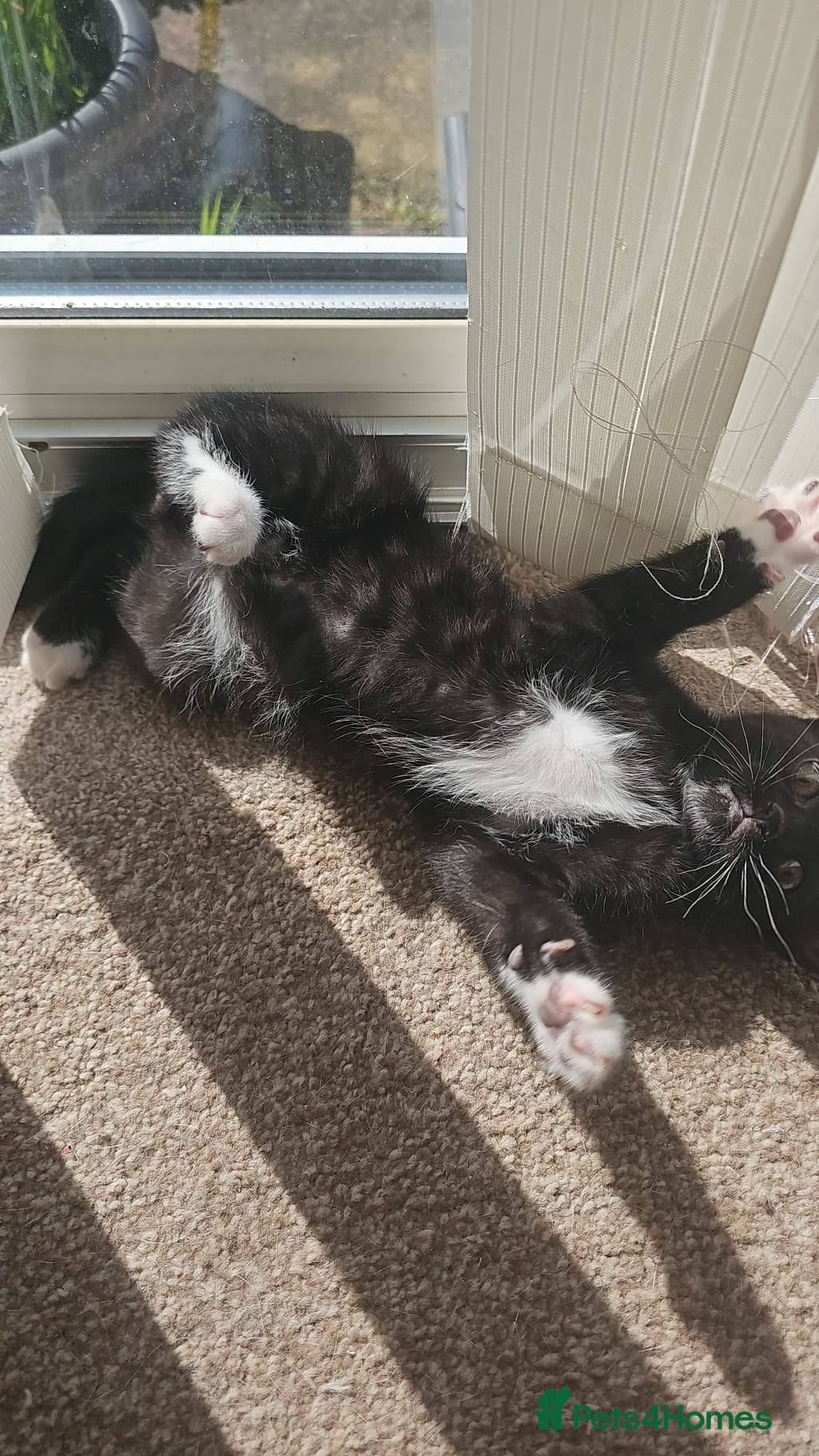 Mixed Breed cats Kittens looking for new home - Advert 7