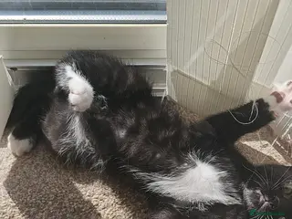 Mixed Breed cats Kittens looking for new home - Advert 7