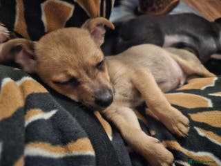 Pomchi dogs Chihuahua cross puppies - Advert 8