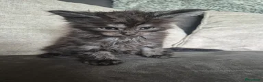 Grey Bagheera