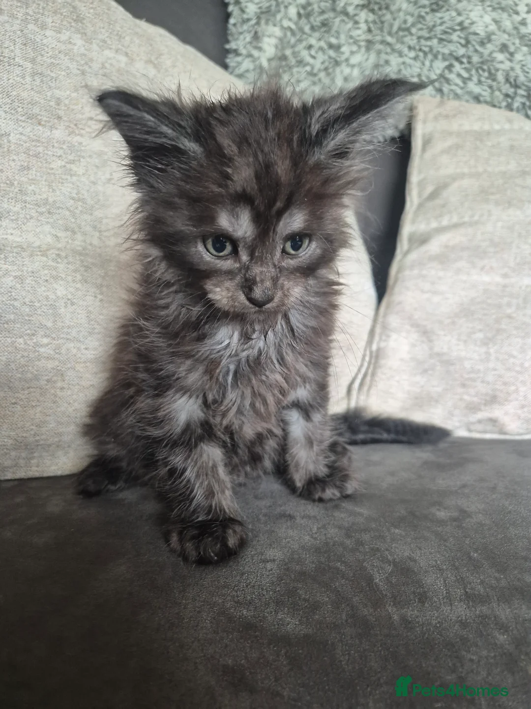 Maine Coon cats for sale: Maine Coon Kittens READY NOW - Advert 18