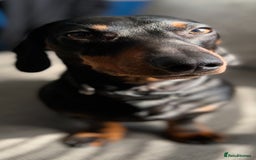 Dachshund dogs for stud: Dachshund for stud  in Heywood - Image 8