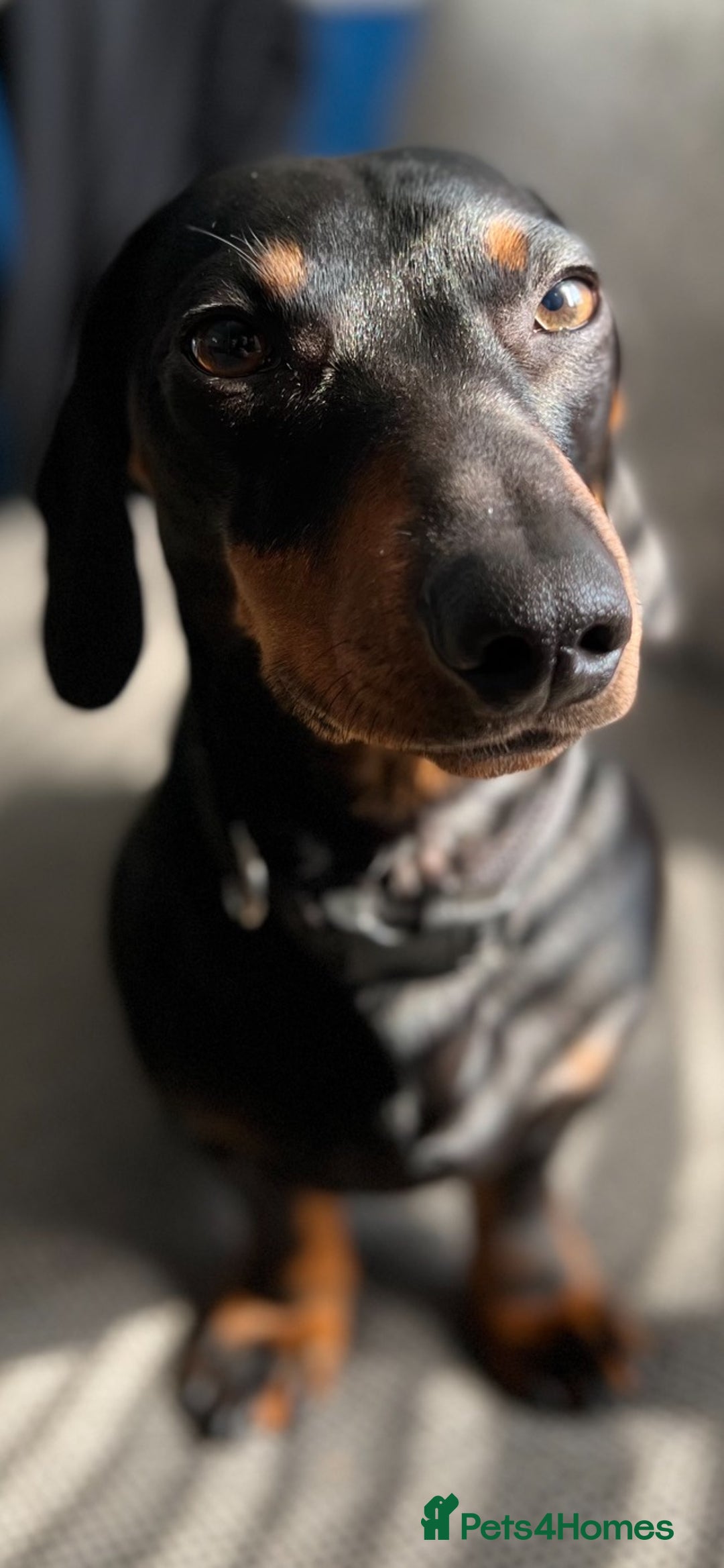 Dachshund dogs for stud: Dachshund for stud  in Heywood - Image 8