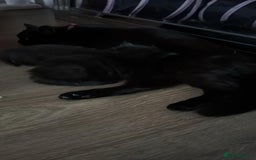 British Shorthair cats for sale: 3 kitty’s  - Image 6