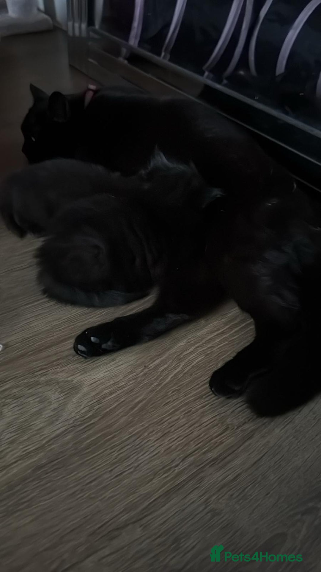 British Shorthair cats for sale: 3 kitty’s  - Image 6