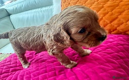 Cavapoo dogs for sale: Black and solid Red Cavapoo therapy pups for sale  - Image 19