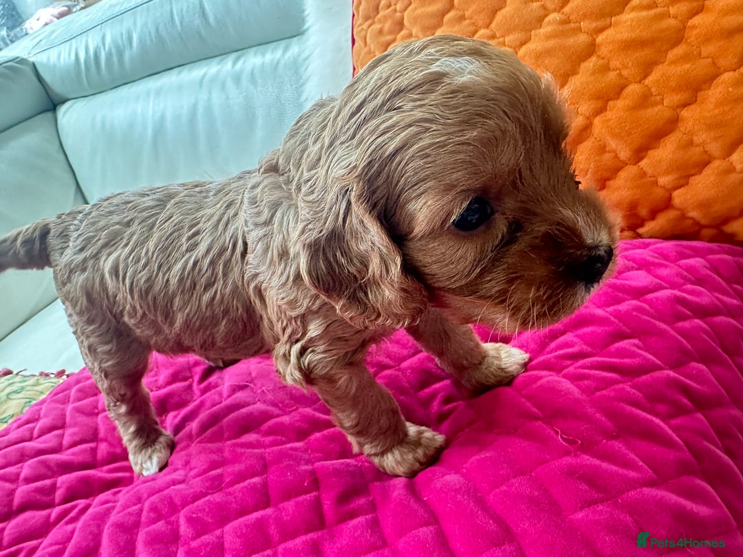 Cavapoo dogs for sale: Black and solid Red Cavapoo therapy pups for sale  - Image 19