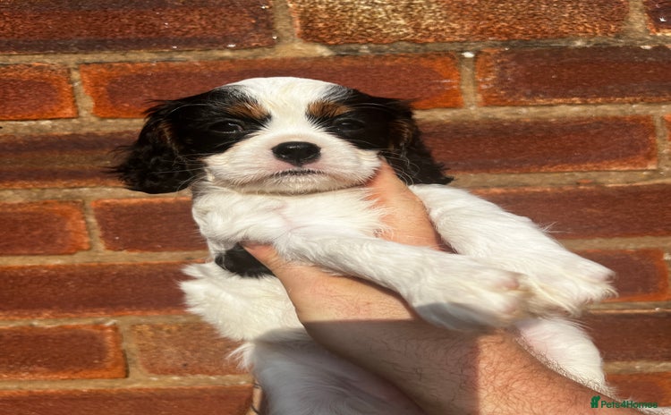 Cavalier King Charles Spaniel dogs - Advert 3